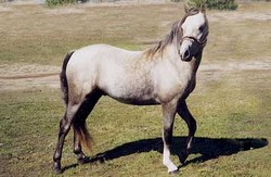 americky jezdecky pony