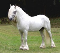 fellsky pony