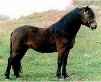 dartmoorsky pony