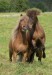 islandsky pony